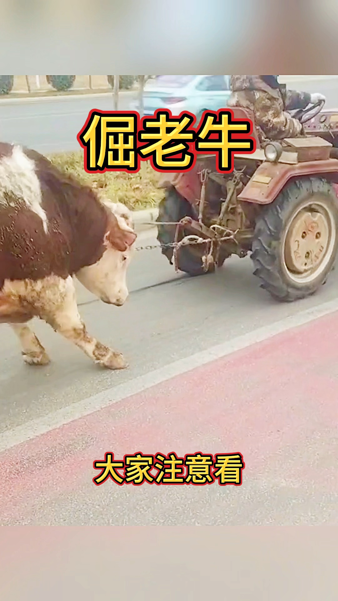 小牛顽强反击,逆袭击败对手 小牛顽强反击,逆袭击败对手